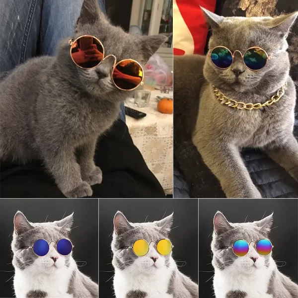 Óculos coloridos para gatos de diversas cores.