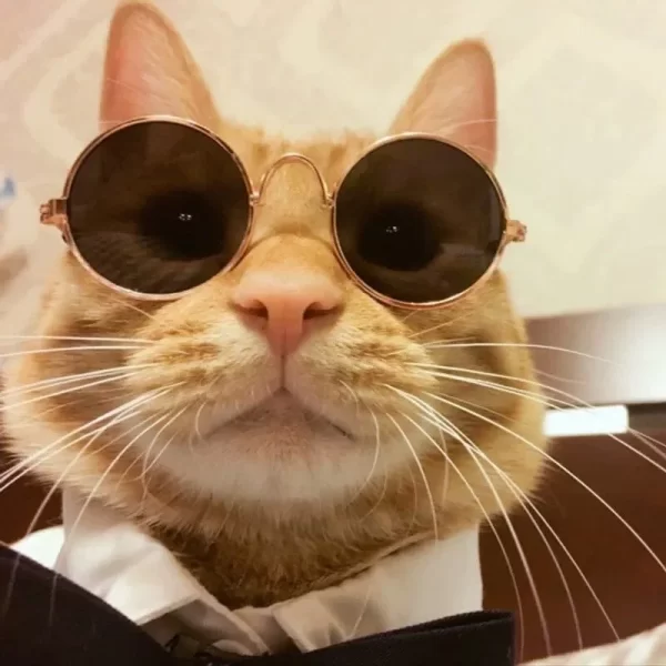 Óculos de sol para cachorro e gato. Produto adorável para animais de estimação, vintage, redondo, reflexivo - Imagem 3